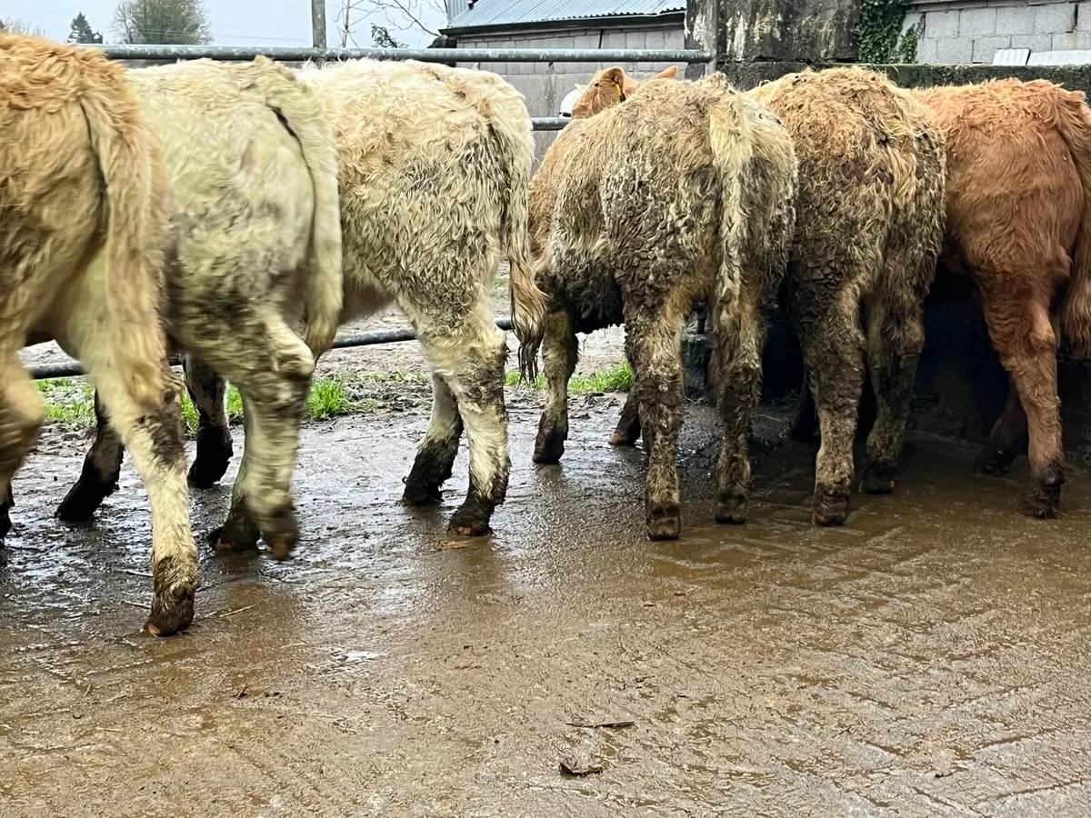 8 U Grade Charolais Heifers - Image 4