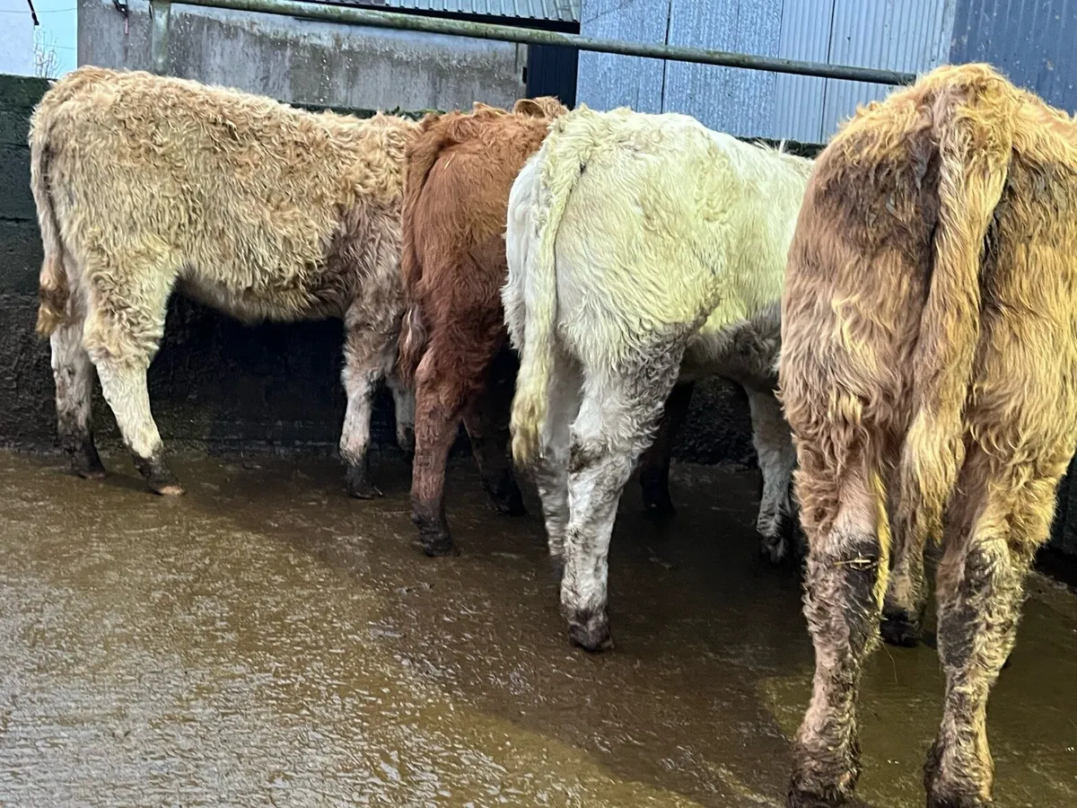 8 U Grade Charolais Heifers - Image 2