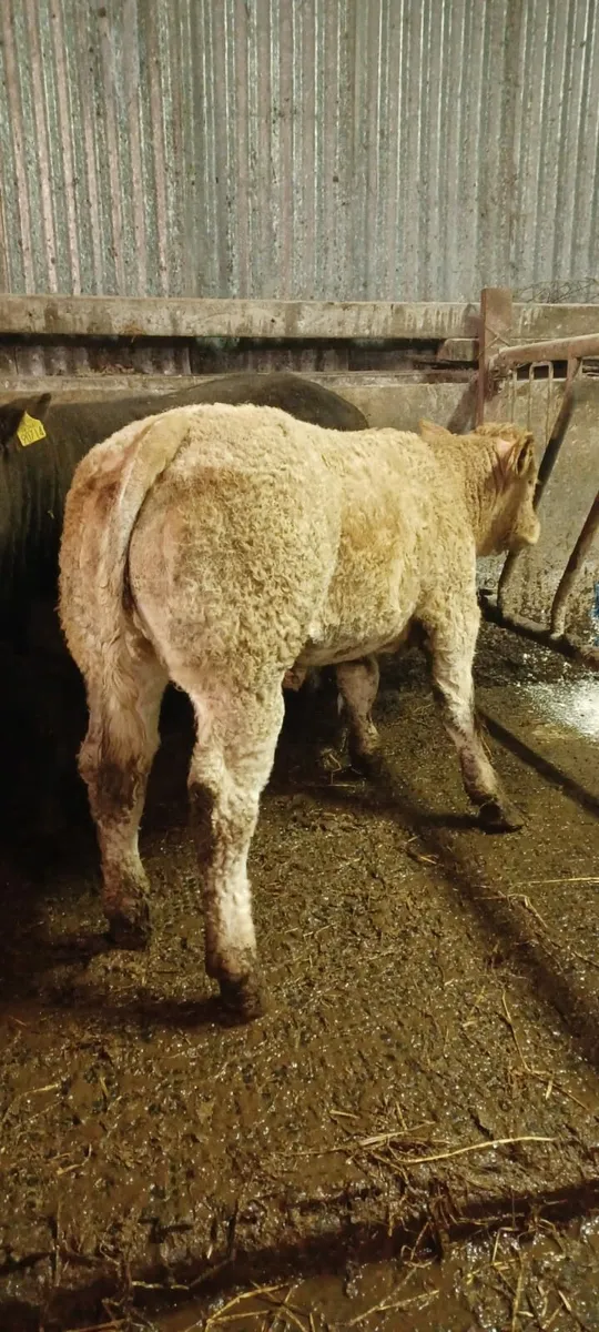 💥💥CHX HEIFER💥💥SFL BREEDING 💥💥 - Image 1