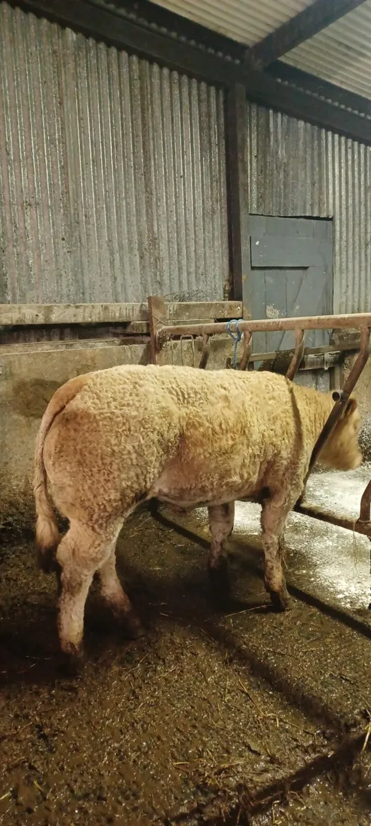 💥💥CHX HEIFER💥💥SFL BREEDING 💥💥 - Image 2