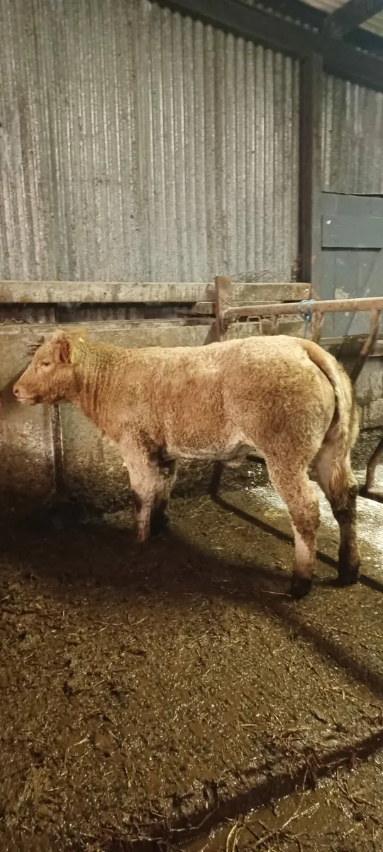 💥💥CHX HEIFER💥💥SFL BREEDING 💥💥 - Image 3