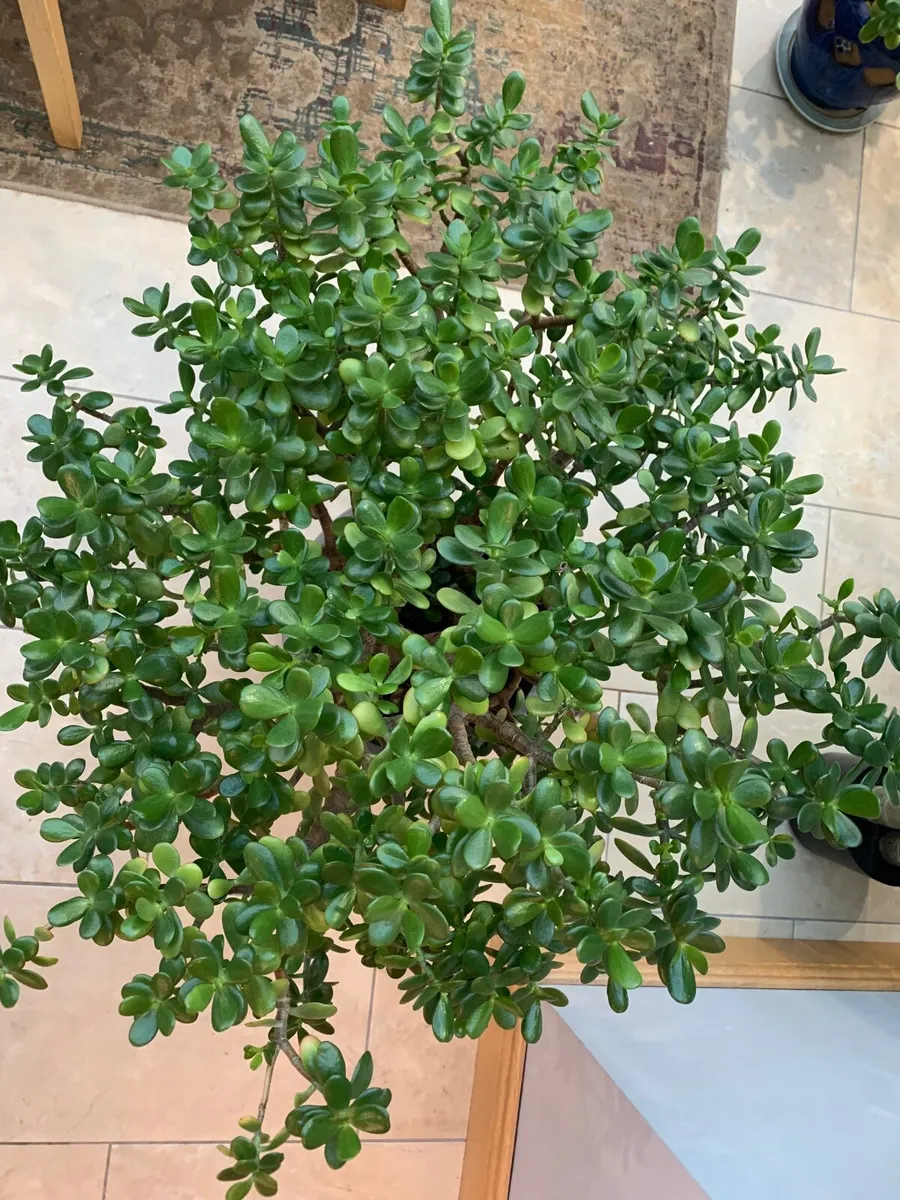 Crassula Jade - Money Tree - Image 2
