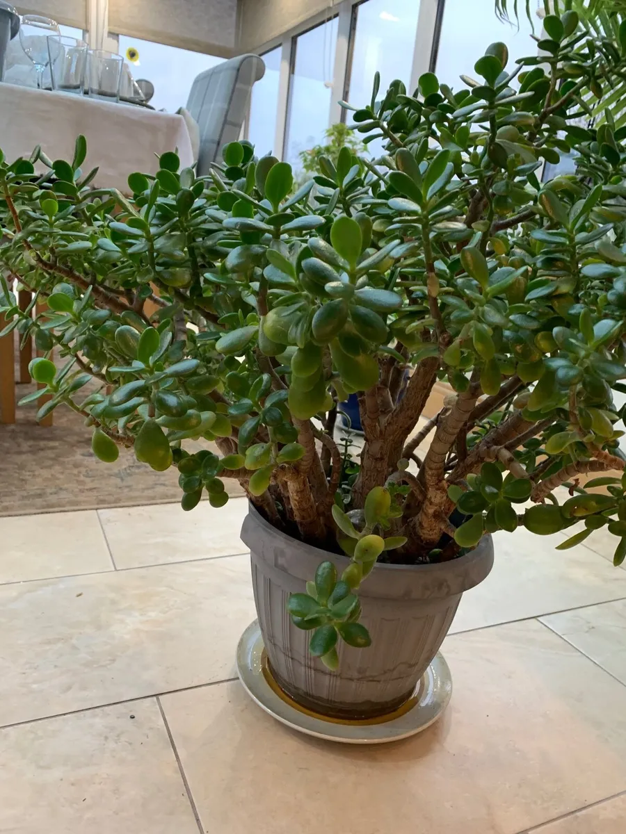 Crassula Jade - Money Tree - Image 3