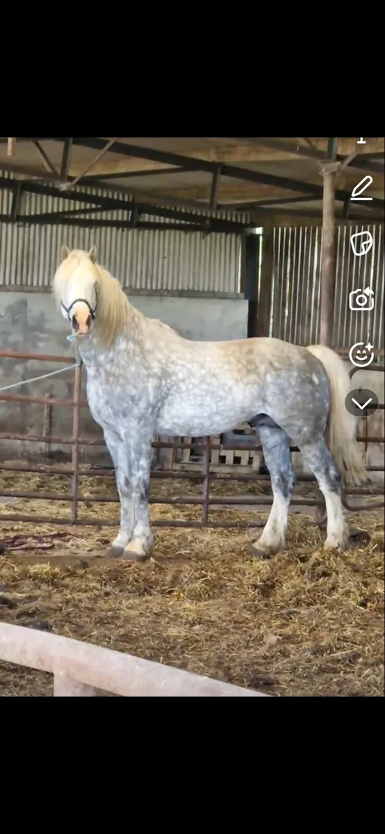 Selection of horses - Image 1