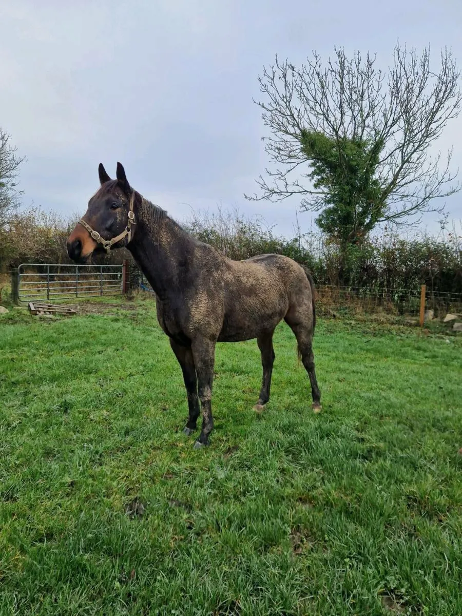 Selection of horses - Image 2