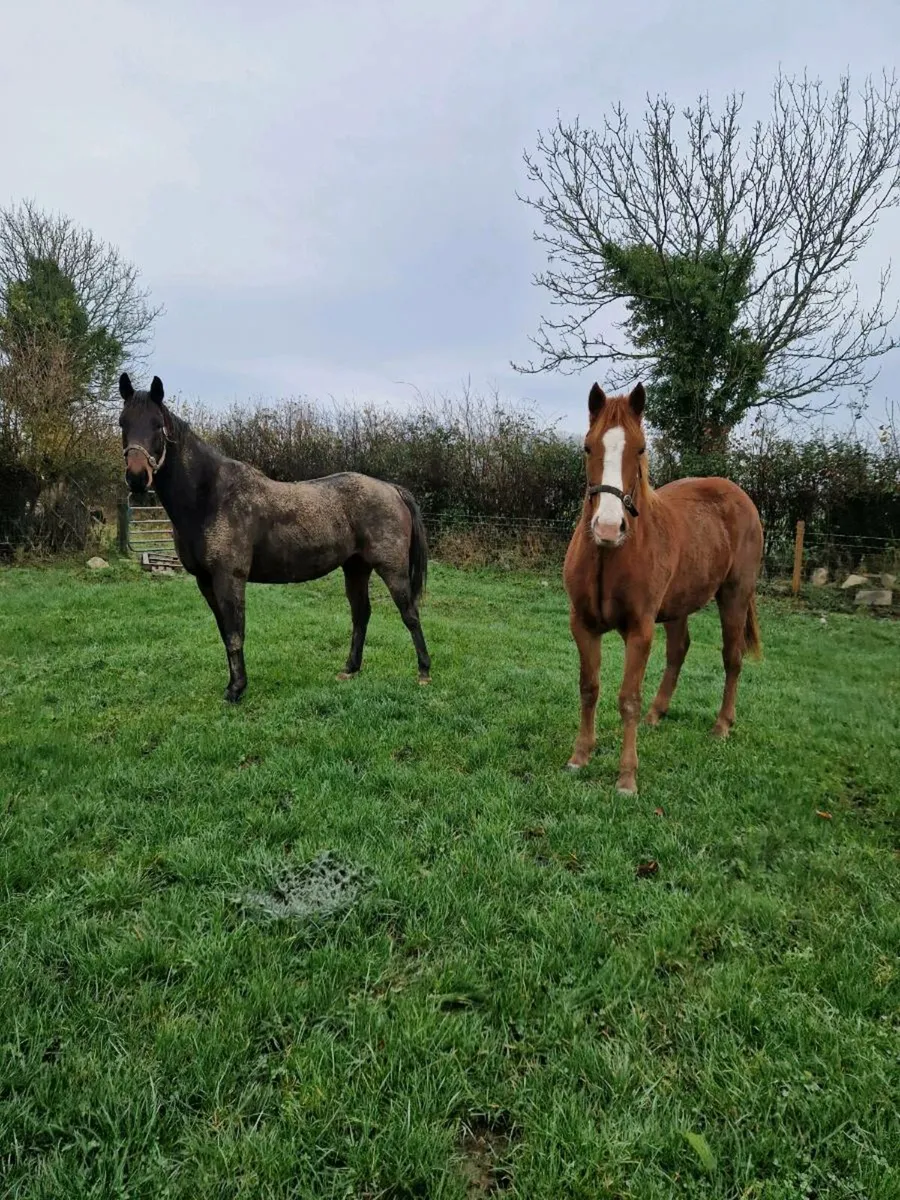 Selection of horses - Image 3