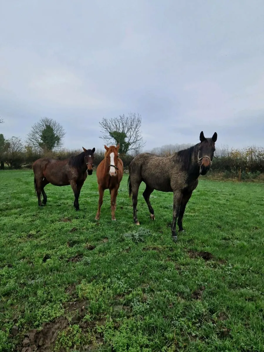 Selection of horses - Image 4