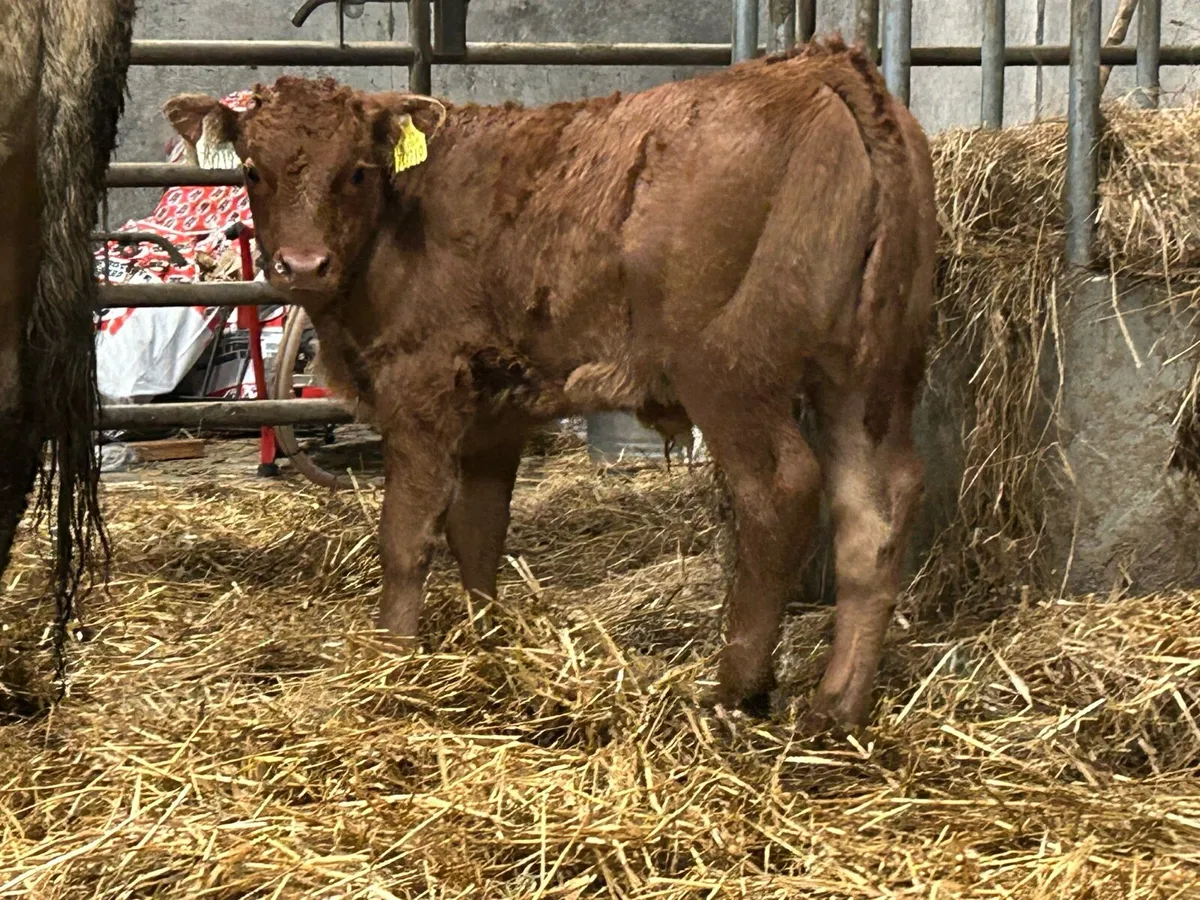 2018 born cow with super u grade bull calf - Image 2