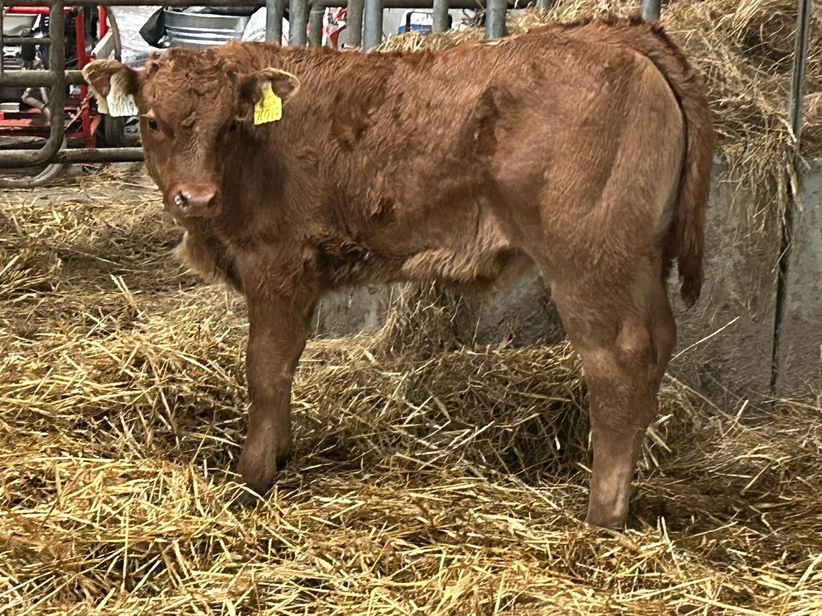 2018 born cow with super u grade bull calf - Image 3