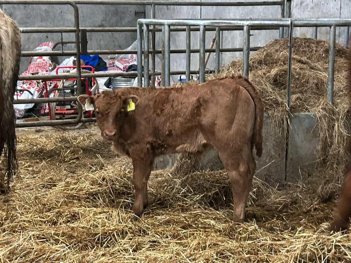 2018 born cow with super u grade bull calf - Image 4