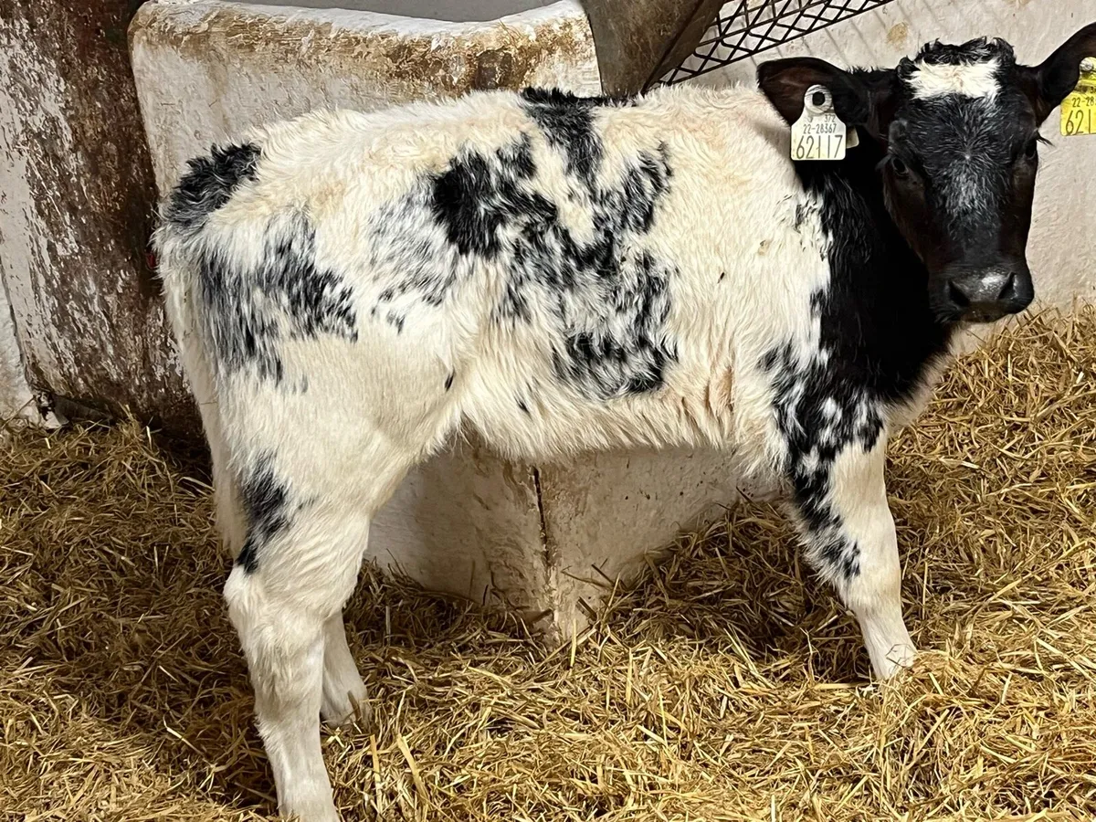 7 AI BRED BB HEIFER CALVES - Image 2