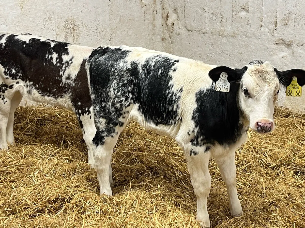 7 AI BRED BB HEIFER CALVES - Image 3