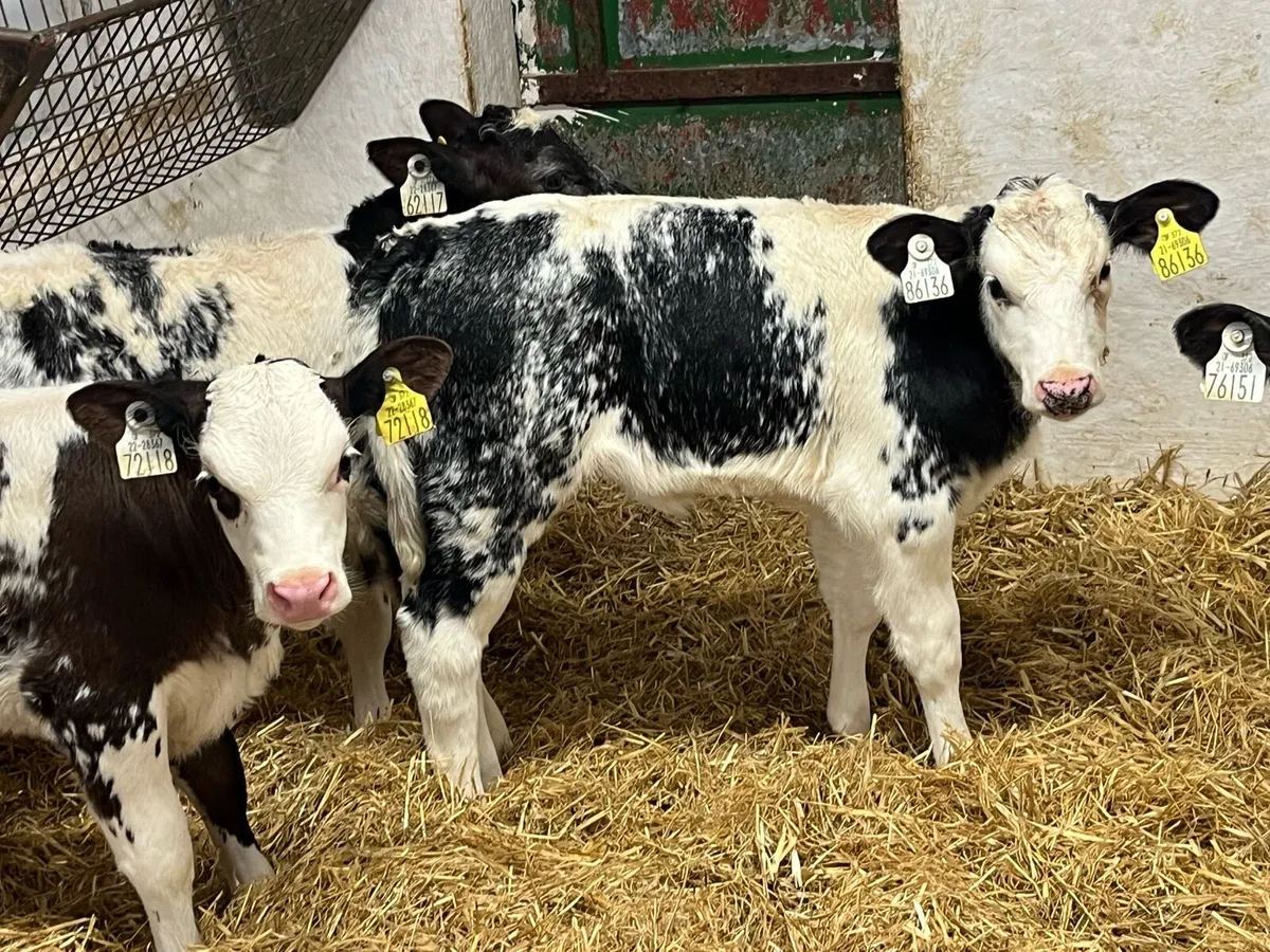 7 AI BRED BB HEIFER CALVES - Image 4