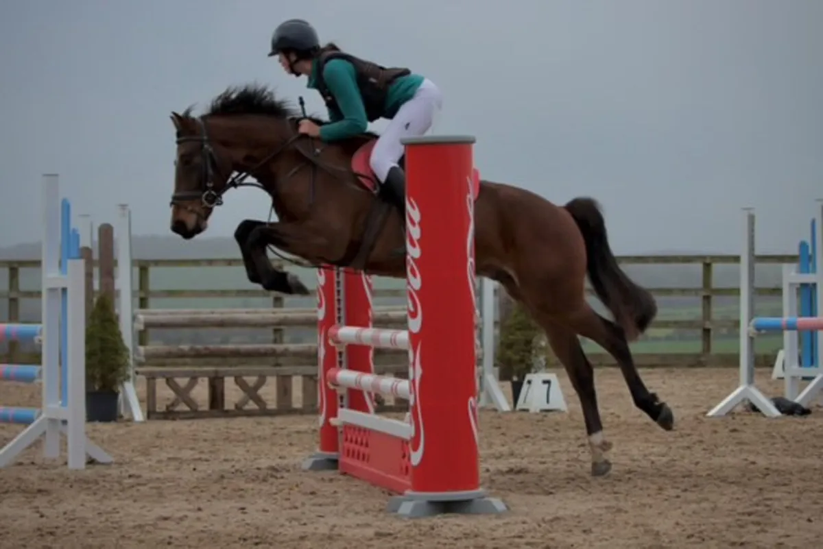 Future Top 148 Show jumping pony - Image 4