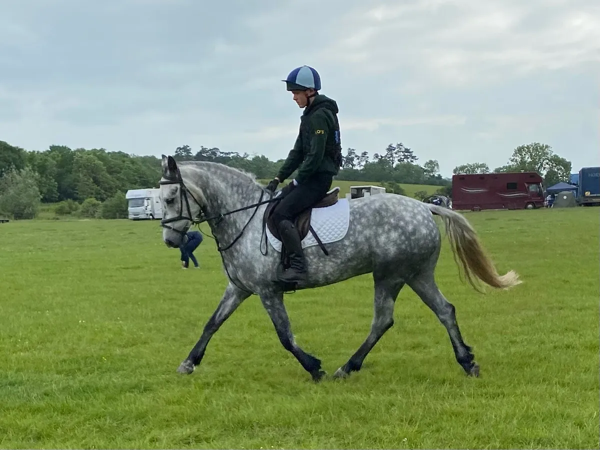 158cm Connemara - Image 1