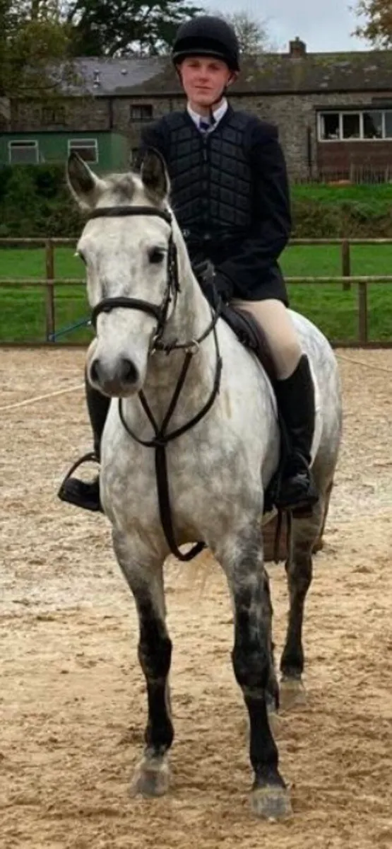 158cm Connemara - Image 2