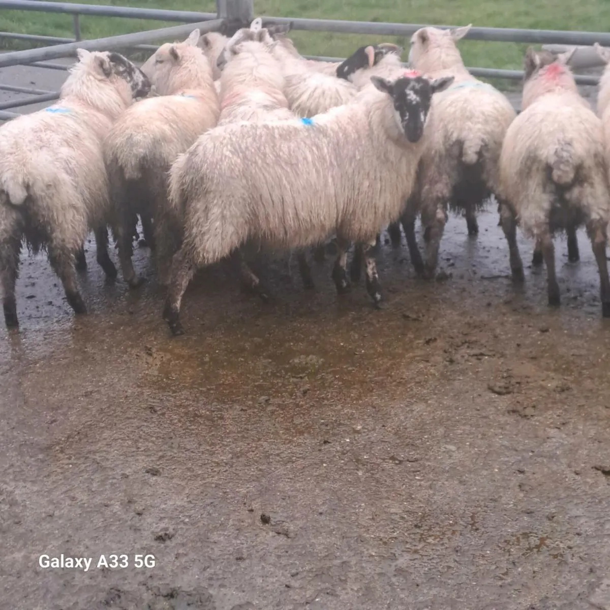 Ewe Lambs - Image 1