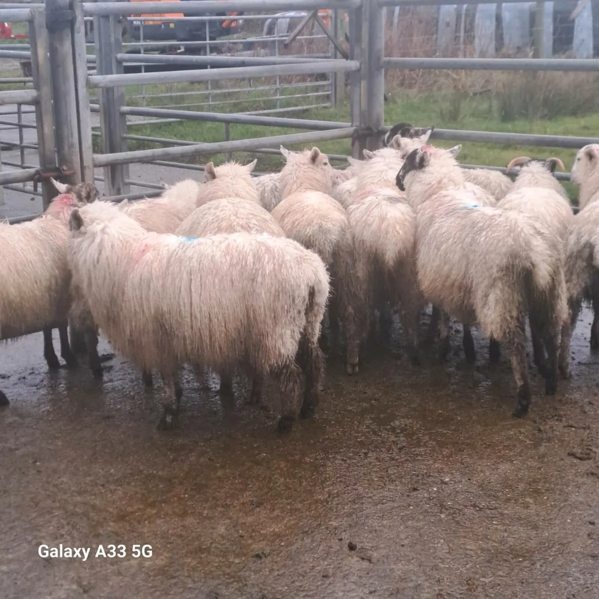 Ewe Lambs - Image 3