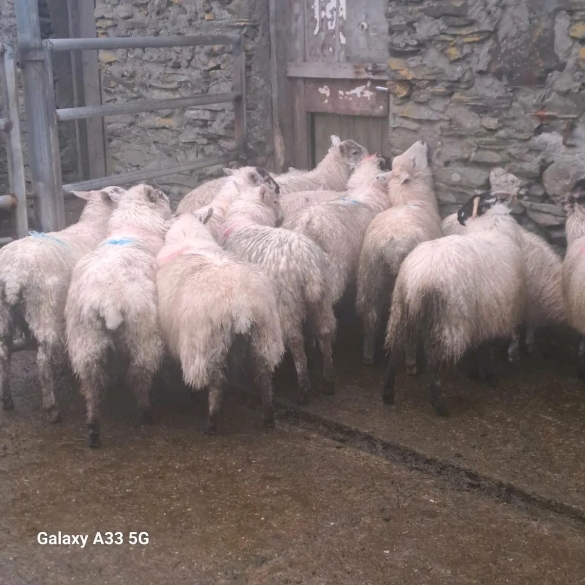 Ewe Lambs - Image 4