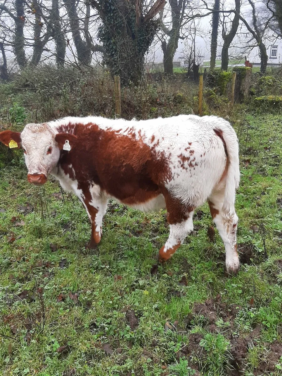 Weanling Heifer - Image 1