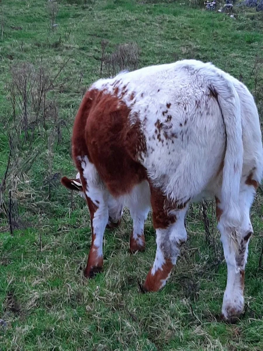 Weanling Heifer - Image 2
