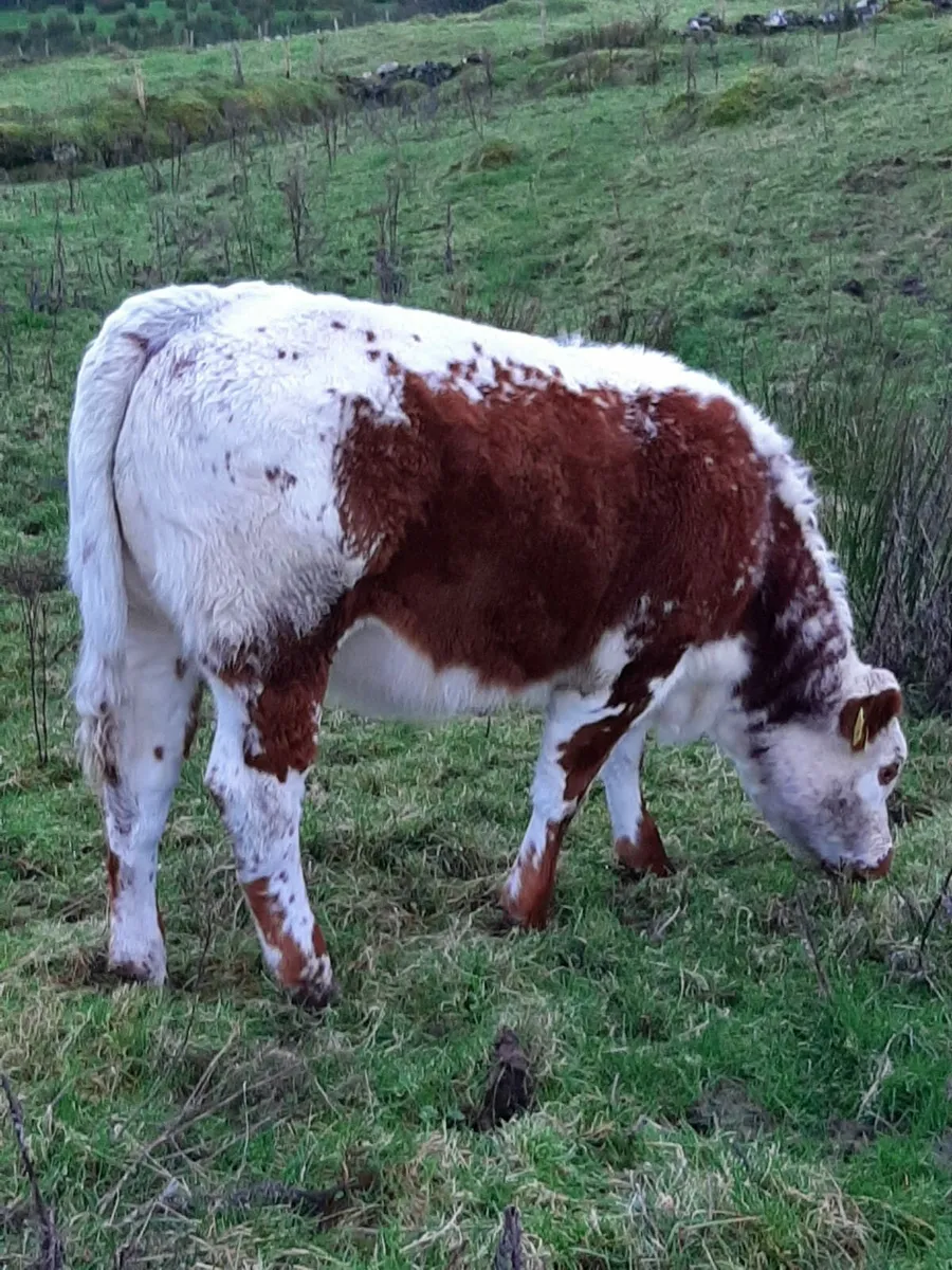 Weanling Heifer - Image 3