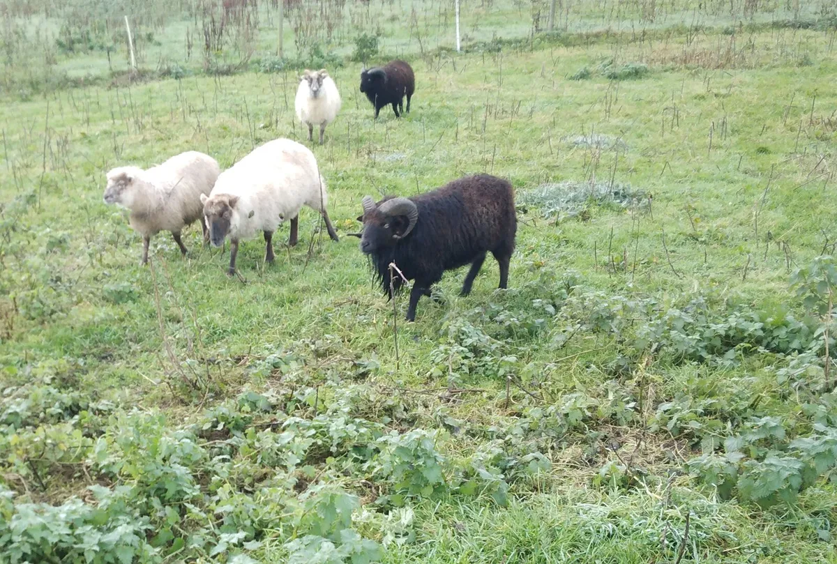 Sheltland sheep - Image 4