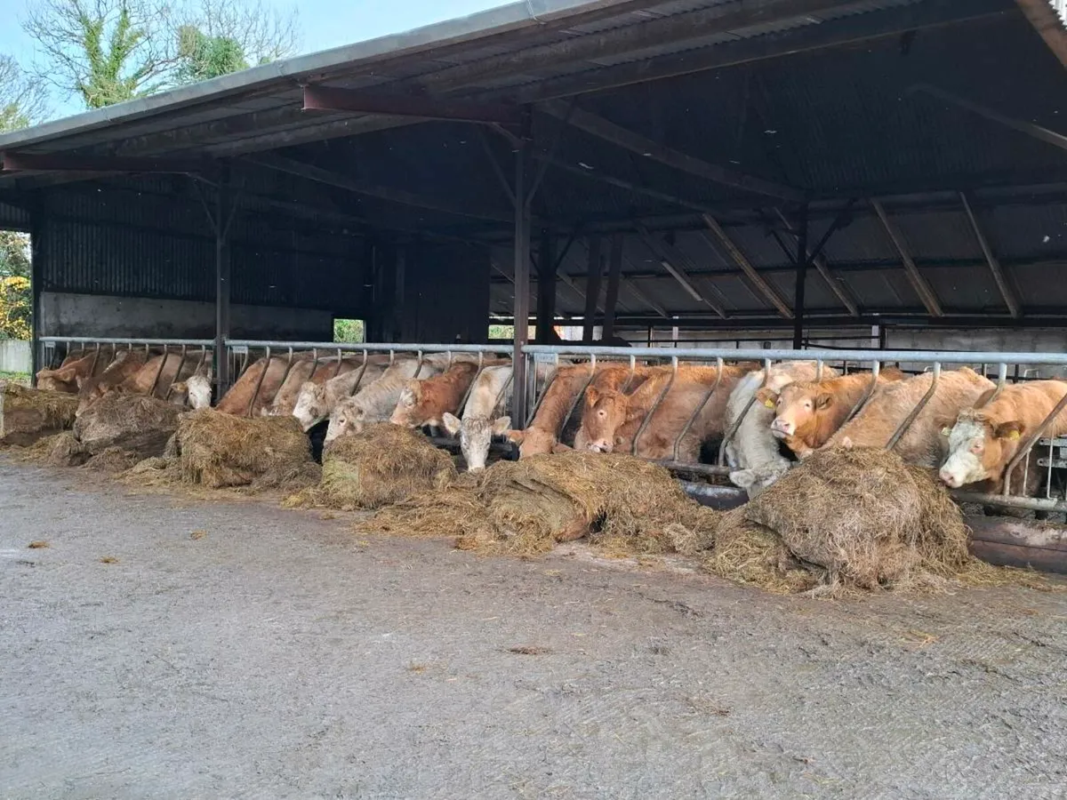 21 Beef Heifers Mohill Mart Nov 15th - Image 1