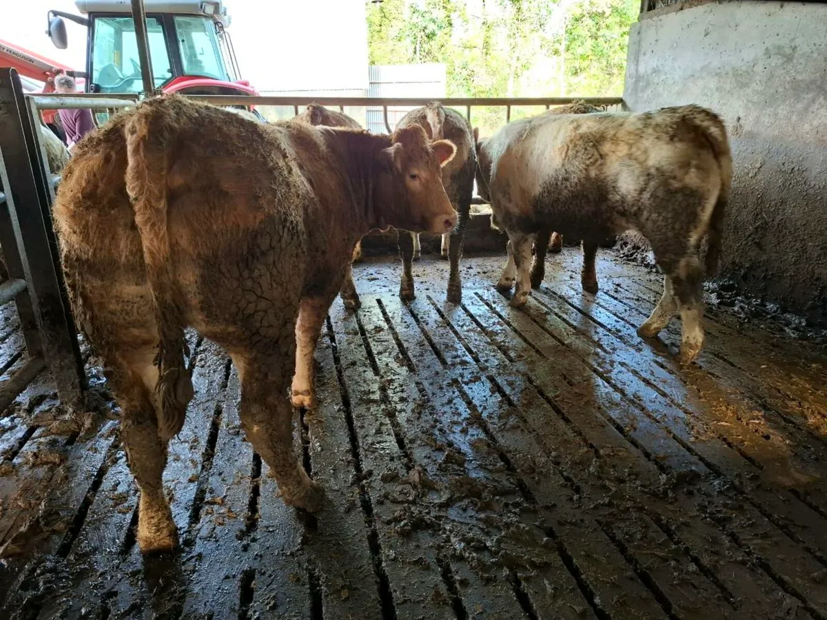 21 Beef Heifers Mohill Mart Nov 15th - Image 2
