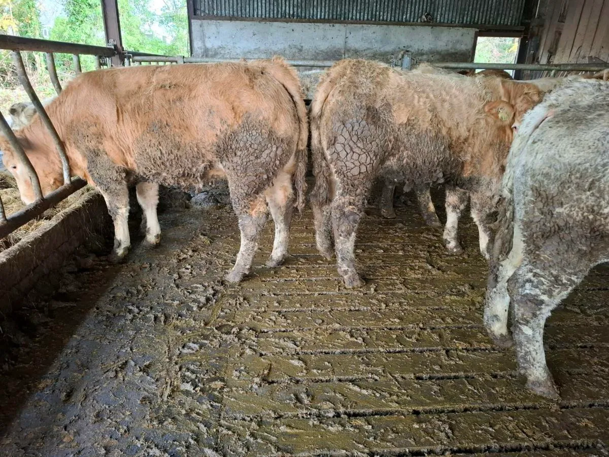 21 Beef Heifers Mohill Mart Nov 15th - Image 4