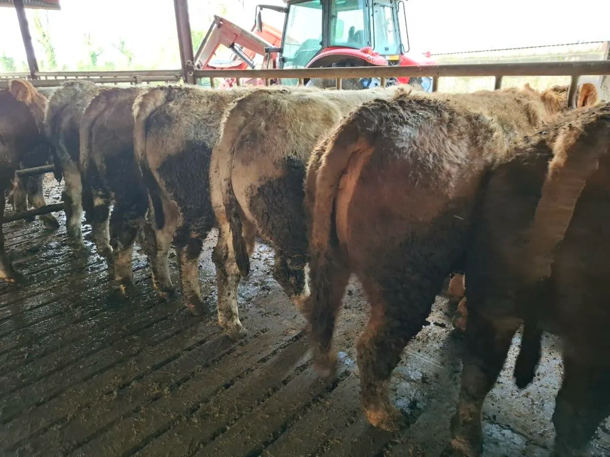 21 Beef Heifers Mohill Mart Nov 15th - Image 1