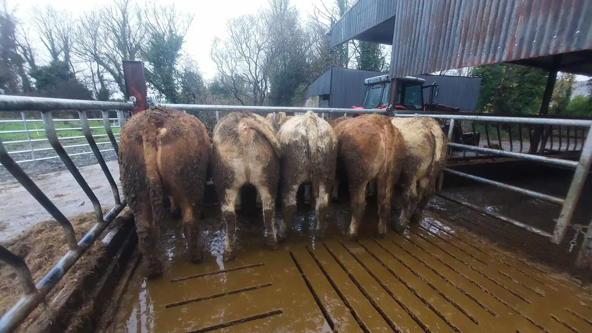 21 Beef Heifers Mohill Mart Nov 15th - Image 2