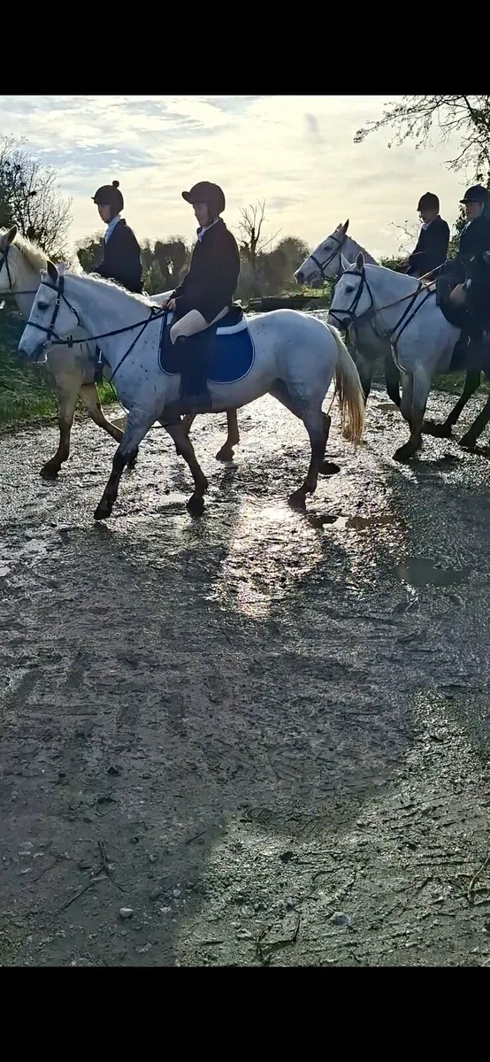 Connemara pony - Image 2