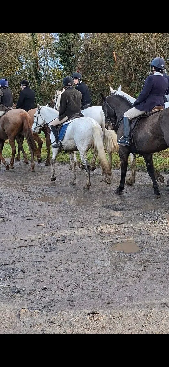 Connemara pony - Image 3