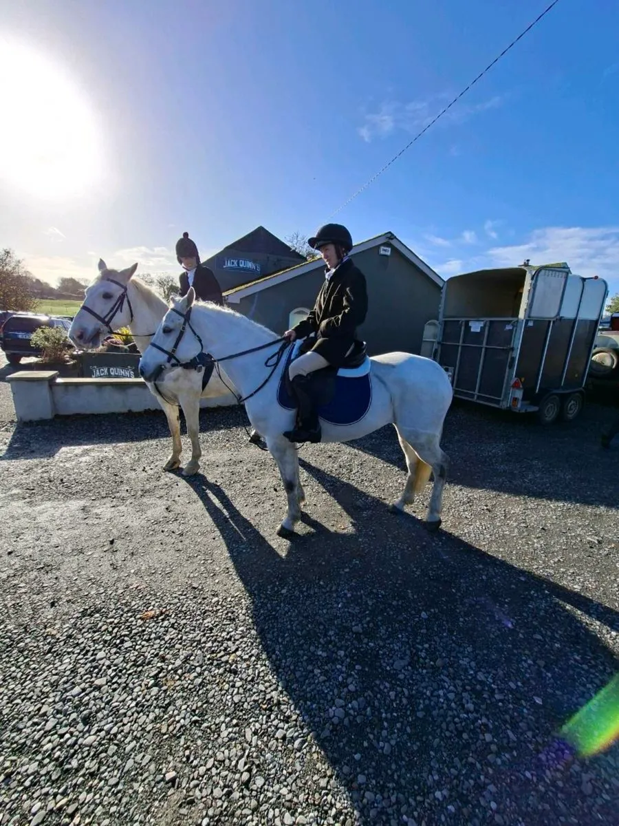 Connemara pony - Image 4