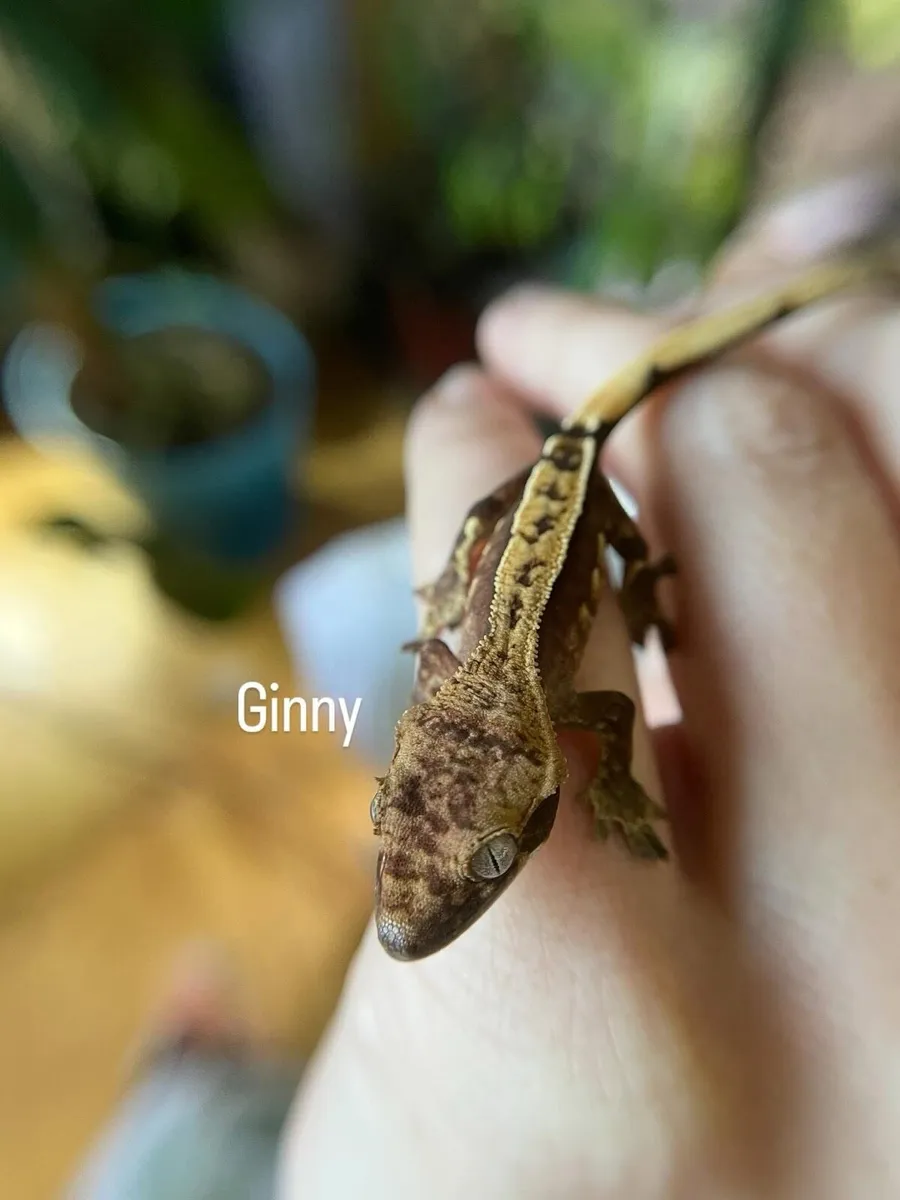 Baby crested geckos - Image 2