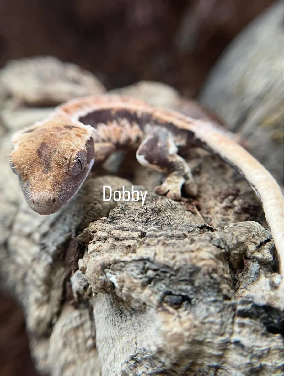 Baby crested geckos - Image 4