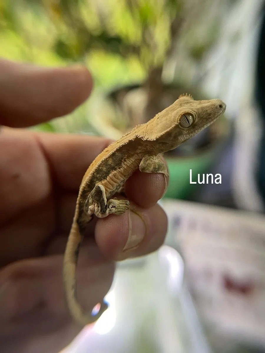 Baby crested geckos - Image 1