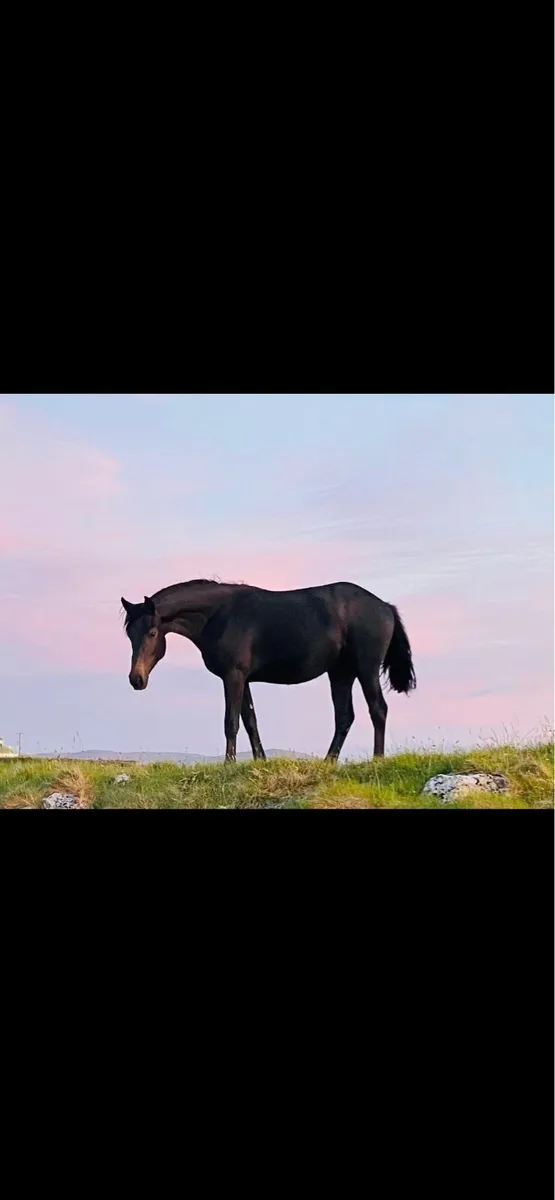 Connemara cross 2 years olds - Image 1