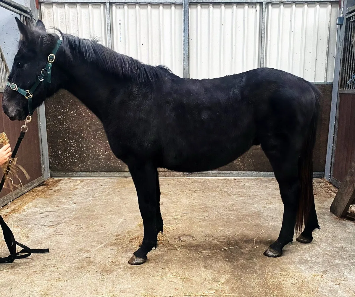 Connemara cross 2 years olds - Image 3