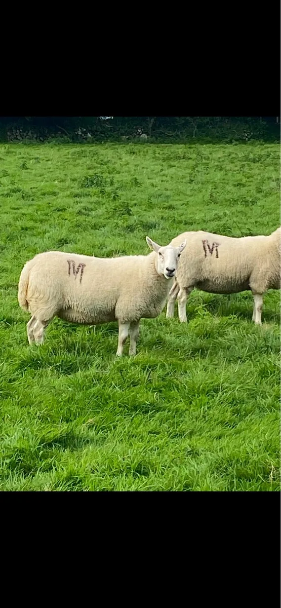 Grazing for sheep wanted