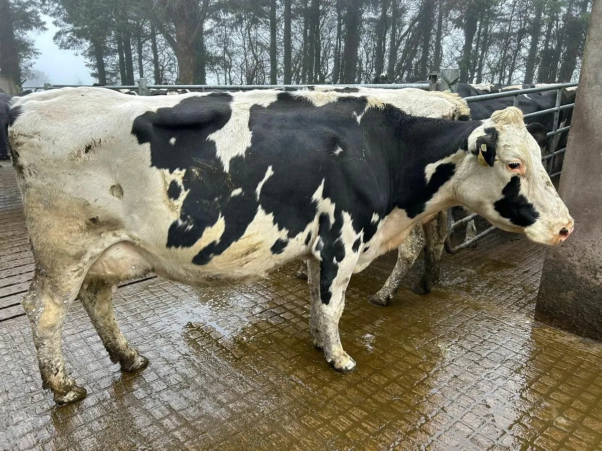 Dairy cows in calf - Image 1