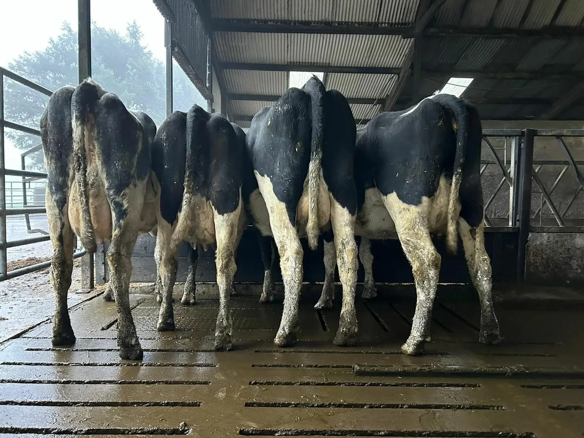 Dairy cows in calf - Image 2