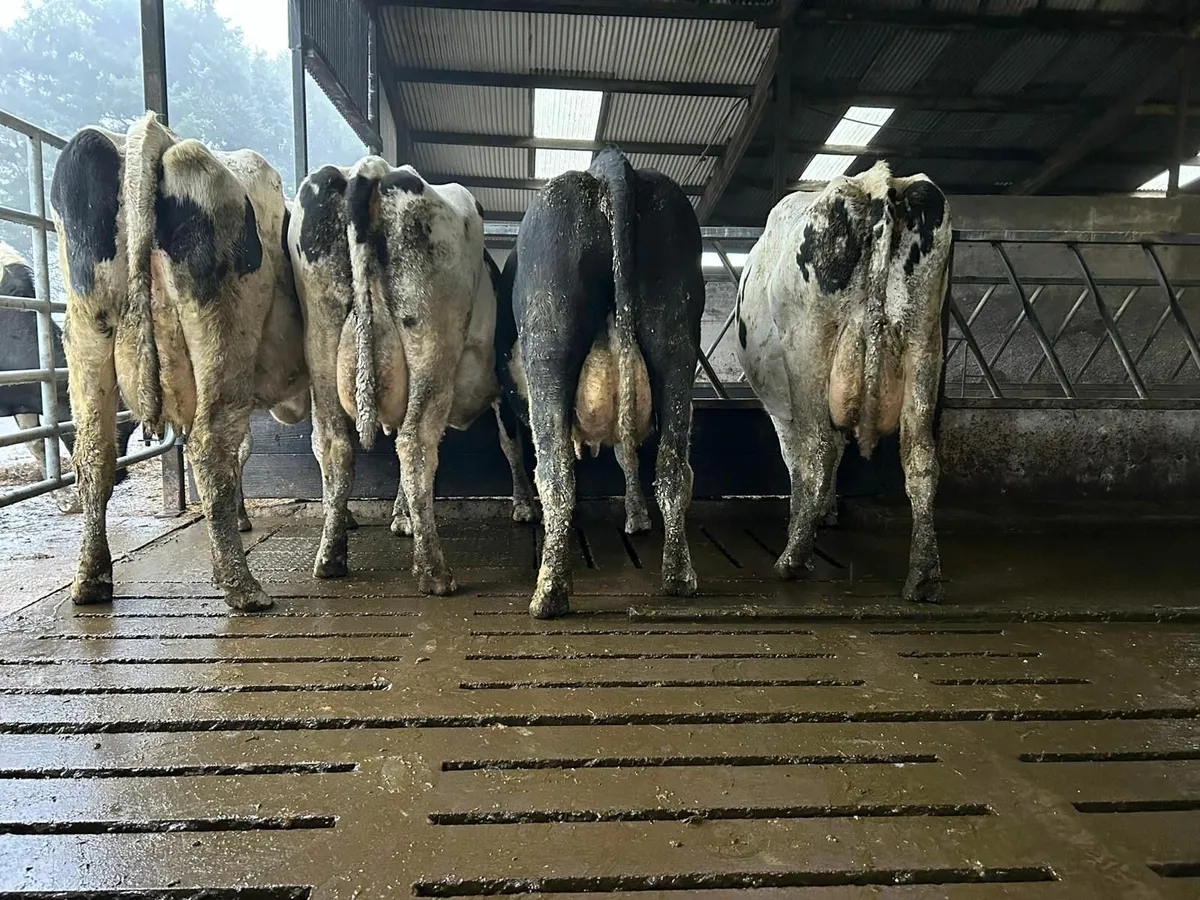 Dairy cows in calf - Image 3