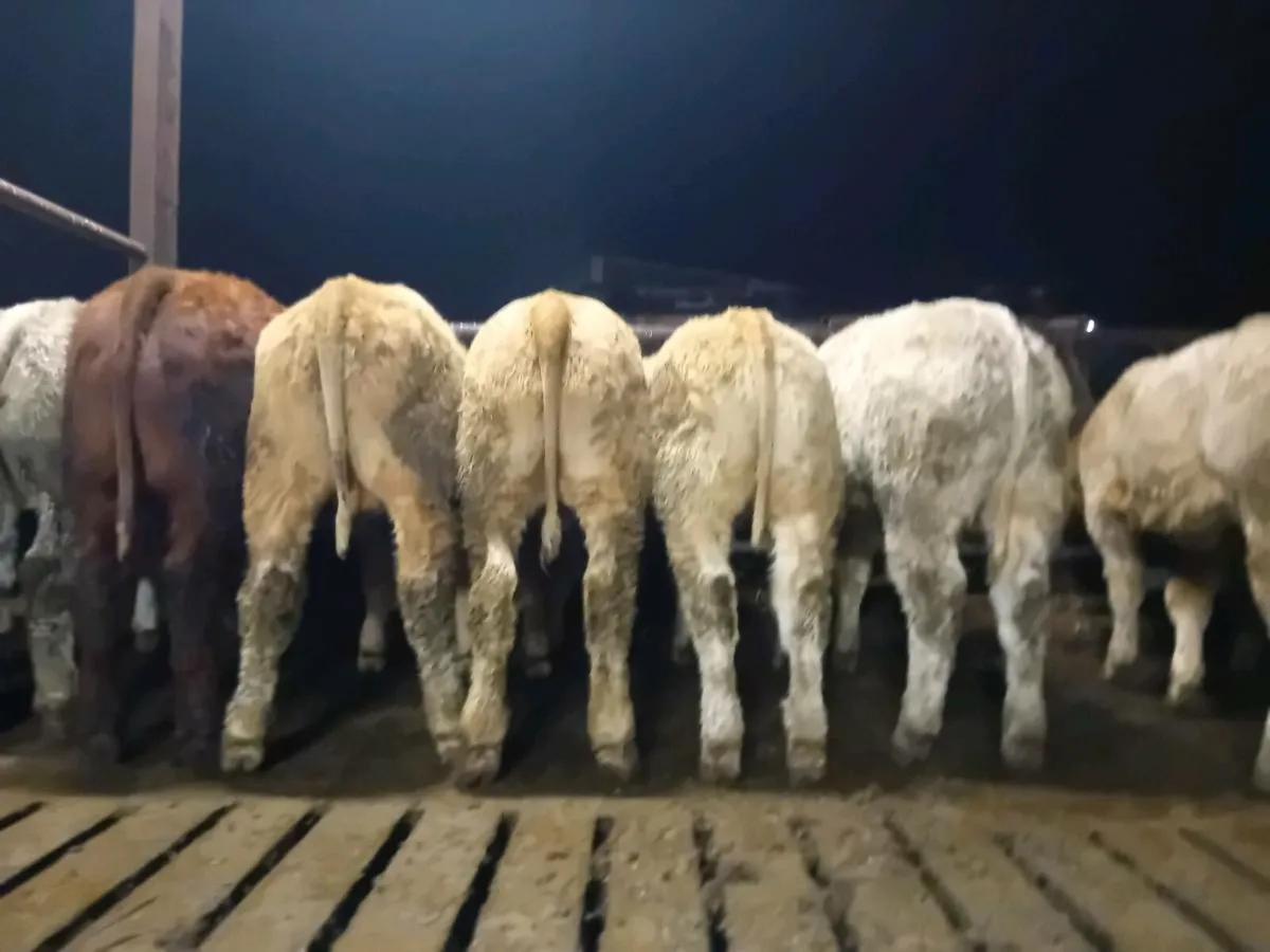 8 Smashing U grade Charlaois Bulls - Image 1