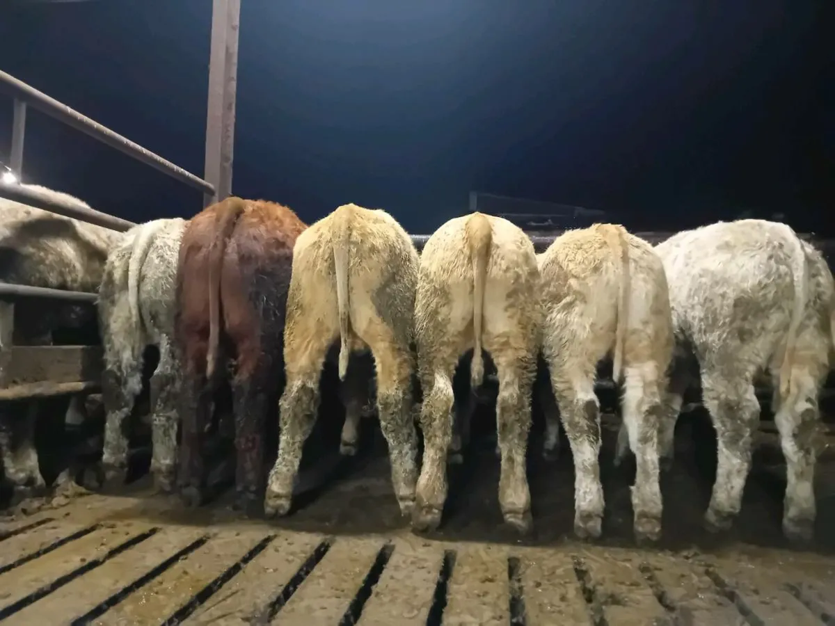 8 Smashing U grade Charlaois Bulls - Image 2