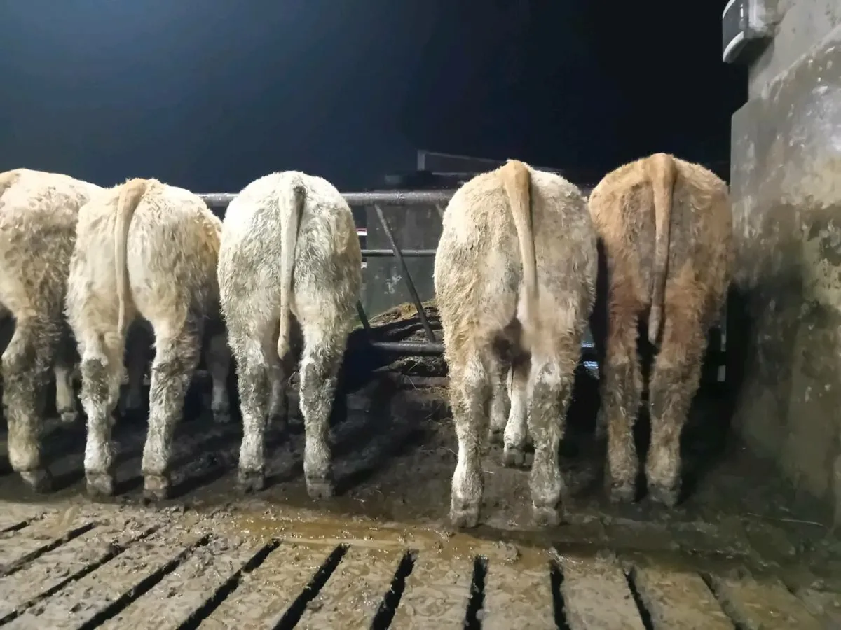 8 Smashing U grade Charlaois Bulls - Image 3