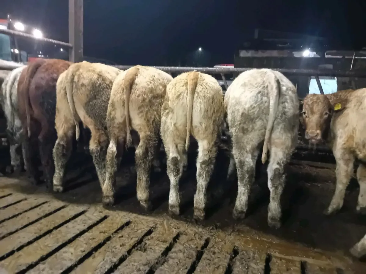 8 Smashing U grade Charlaois Bulls - Image 4