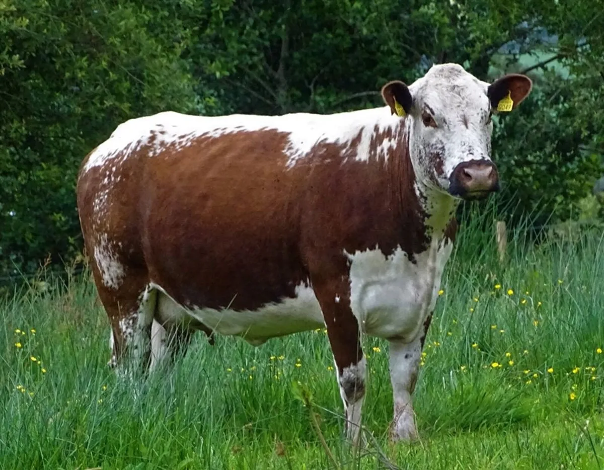 Looking for Moiled Irish cow or heifer