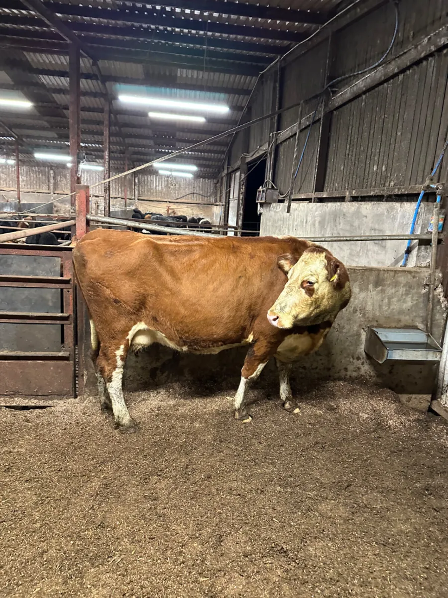 Hereford springer - Image 3